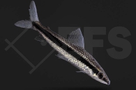 030342_Anostomus-taeniatus_Laemolyta-taeniata_Gestreifter-Kopfsteher_01