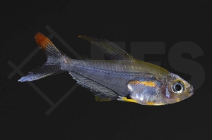 030345_Trochilocharax-ornatus_Kolibrisalmler_01