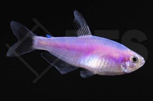 030399_Inpaichthys-kerri_Koenigssalmler_pink_01
