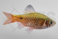 040003_Puntius-conchonius_Prachtbarbe_01