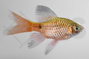 040004_Puntius-conchonius_Schleierprachtbarbe_01