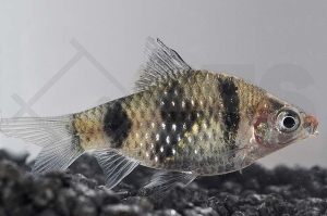 040005_Barbus-nigrofasciatus_Purpurkopfbarbe_01