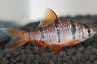 040007_Desmopuntius-pentazona_Fuenfguertelbarbe_01