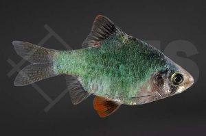 040009_Barbus-tetrazona_Moosbarbe_01