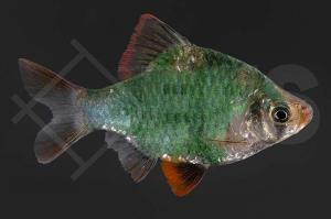 040010_Barbus-tetrazona_Moosbarbe_01