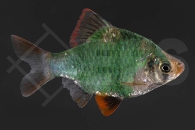 040010_Barbus-tetrazona_Moosbarbe_01