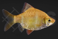 040011_Barbus-tetrazona_Sumatrabarbe-gold_01