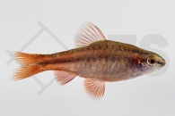 040017_Puntius-titteya_Bitterlingsbarbe_01