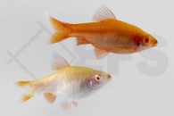040018_Rohanella-titteya_Bitterlingsbarbe_albino_01