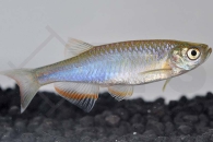 040019_Danio-albolineatus_Schillerbaerbling_01