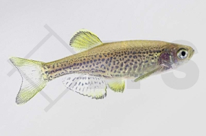 040021_Danio-frankei_Leopardbaerbling_01