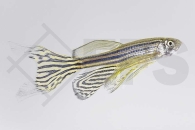 040022_Danio-rerio_Schleierzebrabaerbling_02
