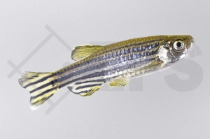 040023_Danio-rerio_Zebrabaerbling_01