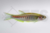 040024_Danio-choprae_Gluehlichtbaerbling_01