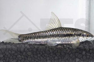 040026_Epalzeorhynchus-siamensis_Siamesische-Ruesselbarbe_01