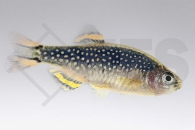 040031_Danio-margaritatus_Perlhuhnbaerbling_01