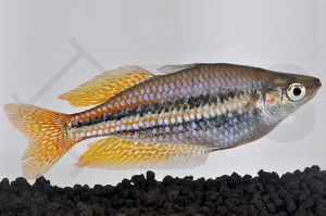 150028_Melanotaenia-splendita-australis_Westlicher-Regenbogenfisch_01