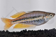 150028_Melanotaenia-splendita-australis_Westlicher-Regenbogenfisch_01