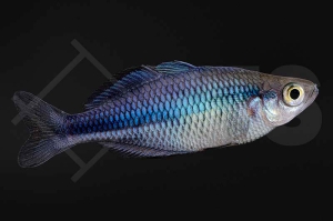150159_Melanotaenia-lacustris_Kutubu-Regenbogenfisch_02