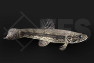 150211_Hoplias-malabaricus_Wolfssalmler_02