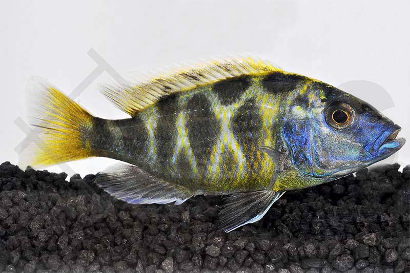 Nimbochromis venustus EFS Partner des Zoofachhandels