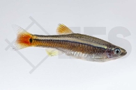 040032_Tanichthys-albonubes_Kardinalfisch_01