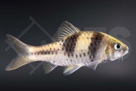 040035_Barbus-lateristriga-zelleri_Kreuzbandbarbe_01