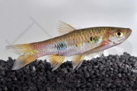 040038_Rasbora-kalochroma_Schoenflossenrasbora_01
