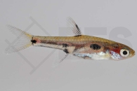 040039_Boraras-merah_Goldfleck-Zwergbaerbling_01