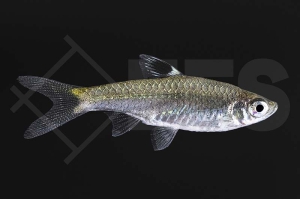 040040_Brevibora-dorsiocellata_Augenfleckbaerbling_01