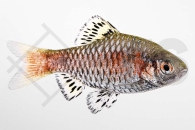 040047_Pethia-padamya_Odessabarbe_01