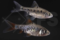 040049_Puntius-Oliotius_oligolepis_Eilandbarbe_02