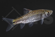 040051_Plesiopuntius-bimaculatus_Zweifleckbarbe_02