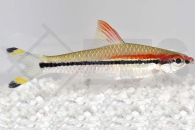 040052_Sahyadria-denisonii_Rotstreifenbarbe_01