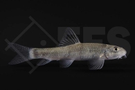 040055_garra-rufa_kangalfisch_02