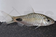 040059_Dawkinsia-filamentosus_Schwarzfleckbarbe_01