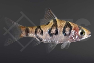 040065_Desmopuntius-rhomboocellatus_Rhombenbarbe_01