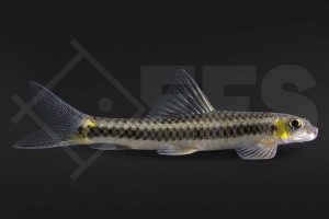 040068_Parachrossochilus-cf-vittatus_Yellow-Parachrossochilus_01