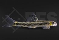 040068_Parachrossochilus-cf-vittatus_Yellow-Parachrossochilus_01