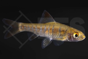 040072_barbus-barilioides_Blaustrichbarbe_02