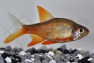 040073_Rasbora-vaterifloris-red-fire_Roter-Perlmuttbaerbling_01