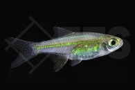 040076_Microdevario-kubotai_Neonbaerbling_01