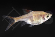 040077_Rasbora-heteromorpha_Keilfleckbarbe-gold_01
