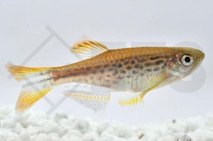 040080_Danio-kyathit_Kyathitbaerbling_01