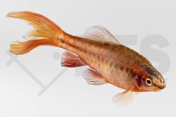 040089_Puntius-titteya_Schleier-Bitterlingsbarbe_01