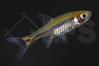 040092_Boraras-uropthalmoides_Schwanzfleckbaerbling_01