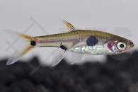 040094_Boraras-maculatus_Zwergbaerbling_01