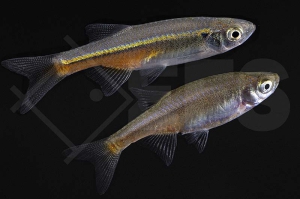 040095_Devario-sondhii_Firelinebaerbling_01