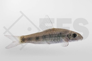 040098_Garra-spilota_Gefleckter-Algenfresser_01