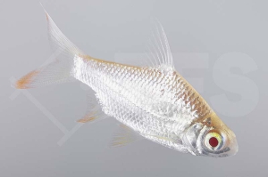 040103_Barbodes-schwanenfeldii_Brassenbarbe-albino_01